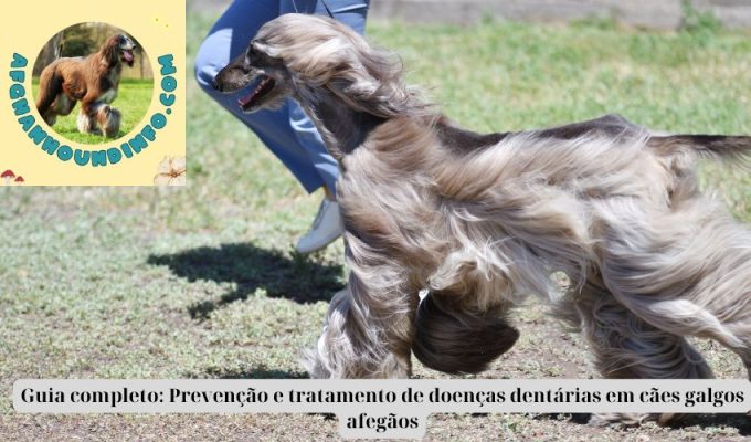 Guia completo: Prevenção e tratamento de doenças dentárias em cães galgos afegãos