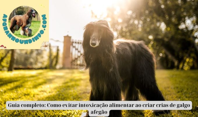 Guia completo: Como evitar intoxicação alimentar ao criar crias de galgo afegão