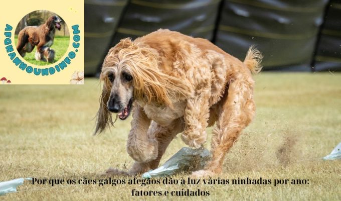 Por que os cães galgos afegãos dão à luz várias ninhadas por ano: fatores e cuidados