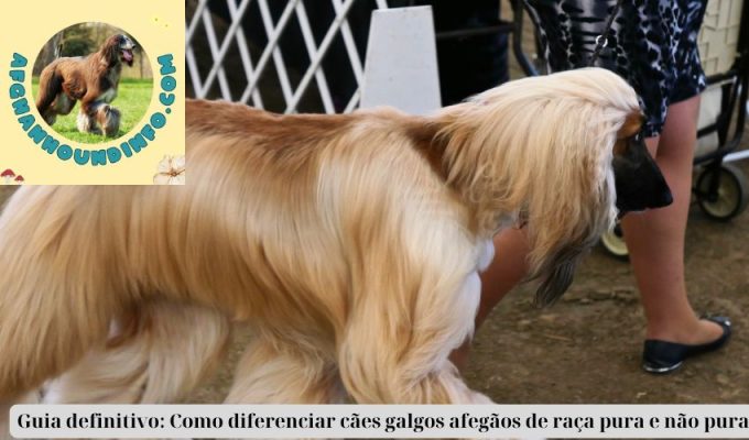 Guia definitivo: Como diferenciar cães galgos afegãos de raça pura e não pura