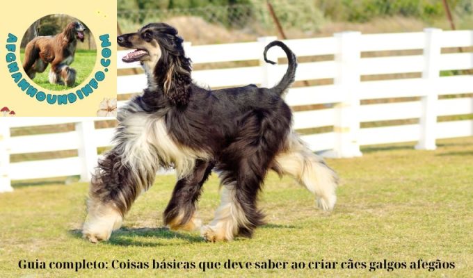 Guia completo: Coisas básicas que deve saber ao criar cães galgos afegãos