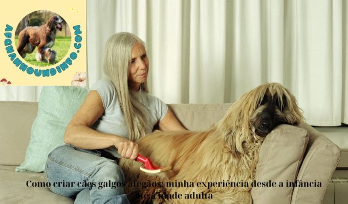 Como criar cães galgos afegãos: minha experiência desde a infância até a idade adulta