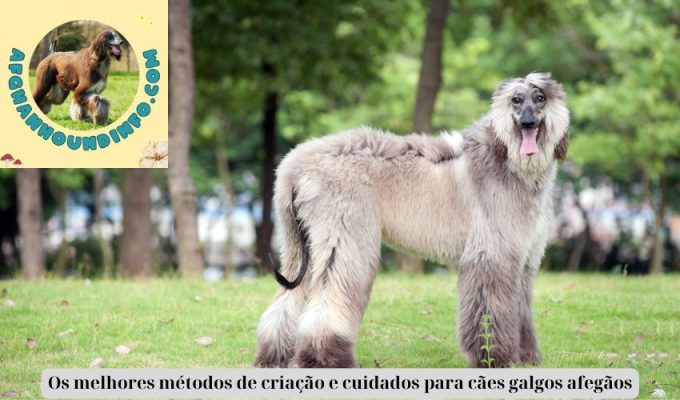 Os melhores métodos de criação e cuidados para cães galgos afegãos