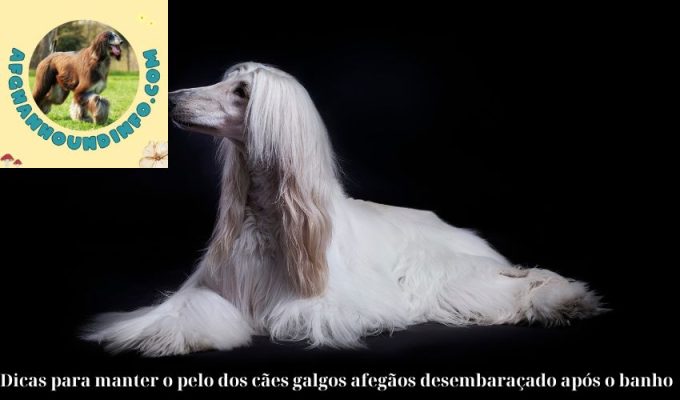 Dicas para manter o pelo dos cães galgos afegãos desembaraçado após o banho