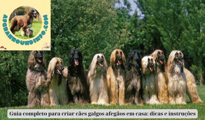 Guia completo para criar cães galgos afegãos em casa: dicas e instruções