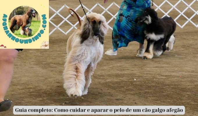 Guia completo: Como cuidar e aparar o pelo de um cão galgo afegão