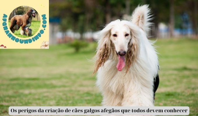 Os perigos da criação de cães galgos afegãos que todos devem conhecer