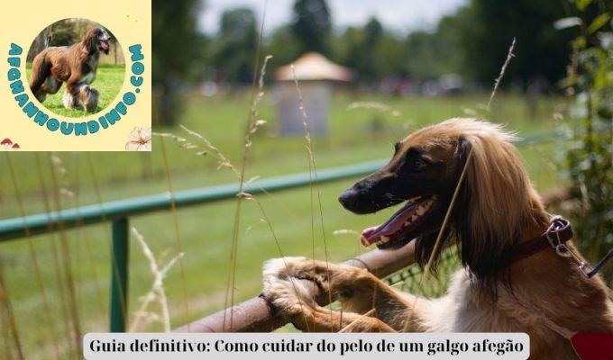 Guia definitivo: Como cuidar do pelo de um galgo afegão