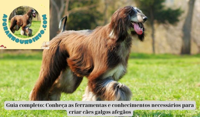 Guia completo: Conheça as ferramentas e conhecimentos necessários para criar cães galgos afegãos