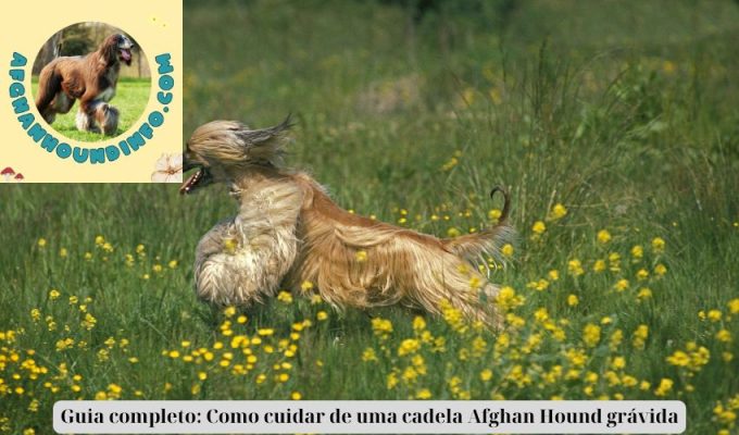 Guia completo: Como cuidar de uma cadela Afghan Hound grávida