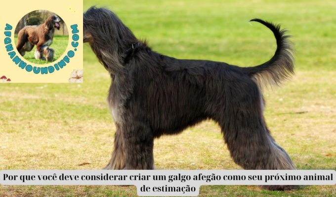 Por que você deve considerar criar um galgo afegão como seu próximo animal de estimação