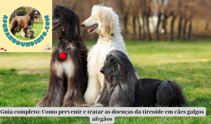 Guia completo: Como prevenir e tratar as doenças da tireoide em cães galgos afegãos