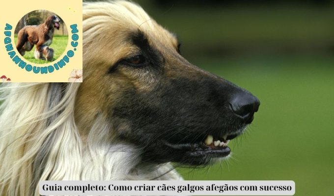 Guia completo: Como criar cães galgos afegãos com sucesso