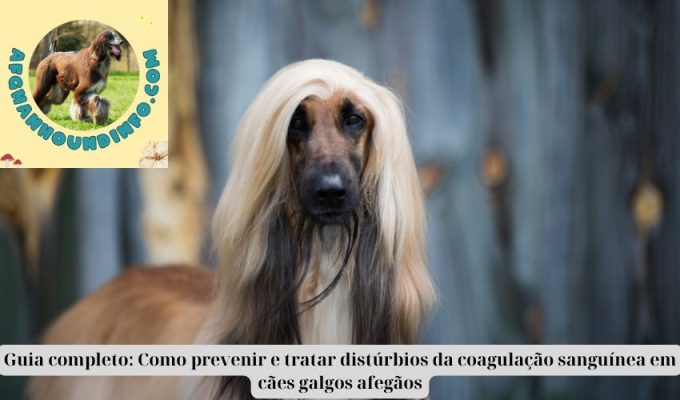 Guia completo: Como prevenir e tratar distúrbios da coagulação sanguínea em cães galgos afegãos