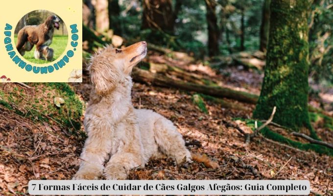 7 Formas Fáceis de Cuidar de Cães Galgos Afegãos: Guia Completo