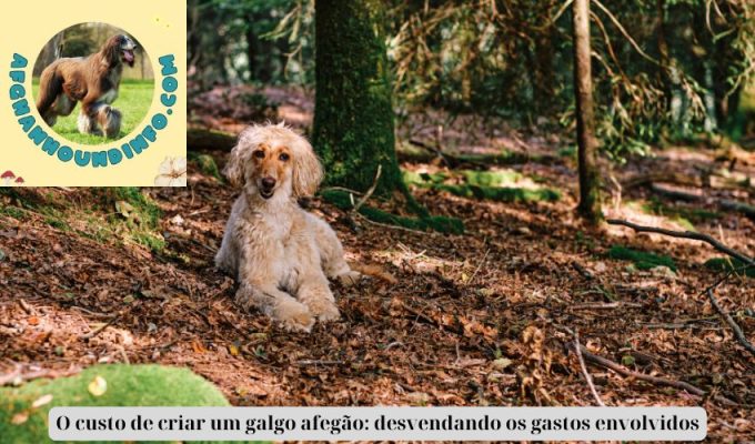 O custo de criar um galgo afegão: desvendando os gastos envolvidos