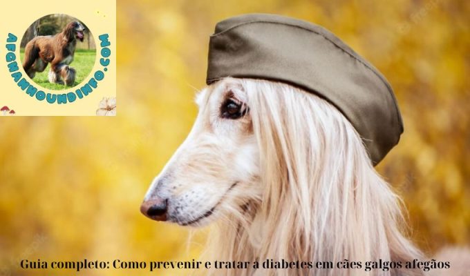 Guia completo: Como prevenir e tratar a diabetes em cães galgos afegãos