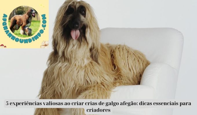 5 experiências valiosas ao criar crias de galgo afegão: dicas essenciais para criadores