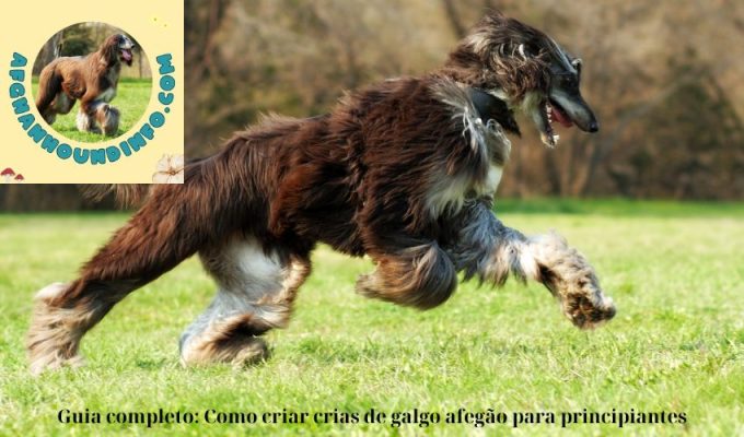 Guia completo: Como criar crias de galgo afegão para principiantes