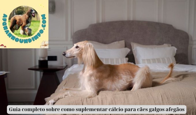 Guia completo sobre como suplementar cálcio para cães galgos afegãos