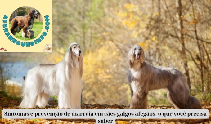 Sintomas e prevenção de diarreia em cães galgos afegãos: o que você precisa saber