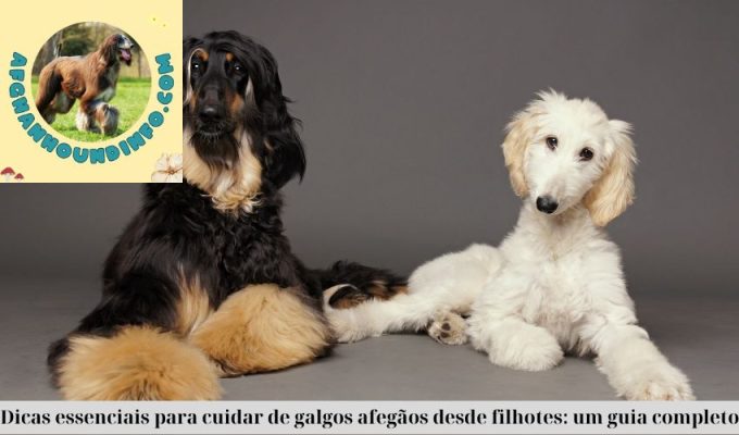 Dicas essenciais para cuidar de galgos afegãos desde filhotes: um guia completo