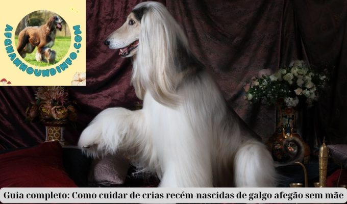 Guia completo: Como cuidar de crias recém-nascidas de galgo afegão sem mãe