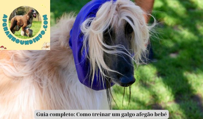 Guia completo: Como treinar um galgo afegão bebé