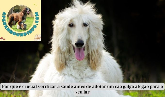 Por que é crucial verificar a saúde antes de adotar um cão galgo afegão para o seu lar