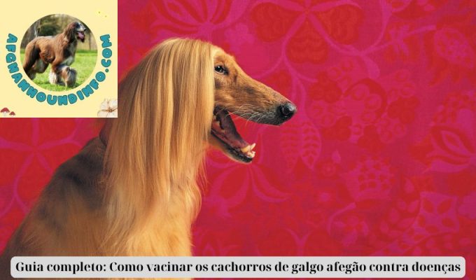 Guia completo: Como vacinar os cachorros de galgo afegão contra doenças