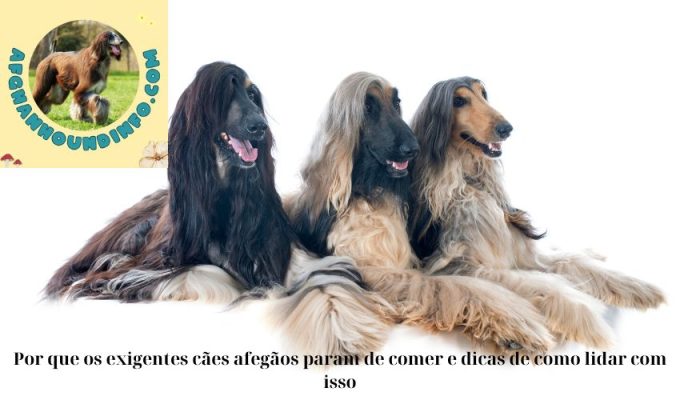 Por que os exigentes cães afegãos param de comer e dicas de como lidar com isso