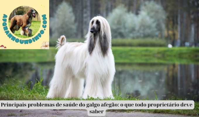 Principais problemas de saúde do galgo afegão: o que todo proprietário deve saber