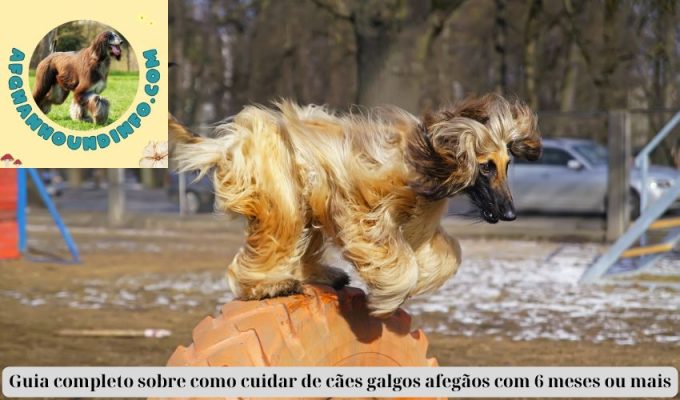 Guia completo sobre como cuidar de cães galgos afegãos com 6 meses ou mais