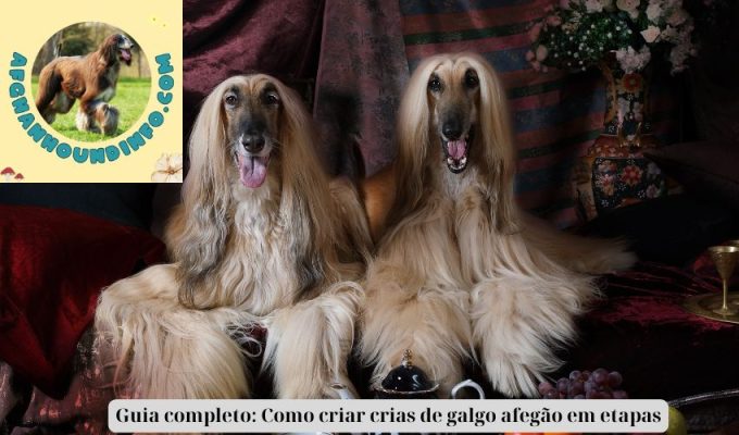 Guia completo: Como criar crias de galgo afegão em etapas