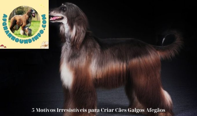 5 Motivos Irresistíveis para Criar Cães Galgos Afegãos