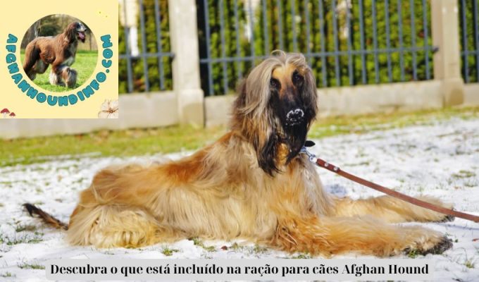 Descubra o que está incluído na ração para cães Afghan Hound