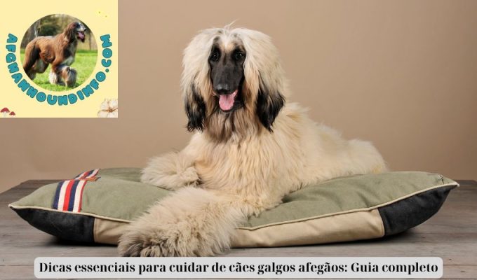 Dicas essenciais para cuidar de cães galgos afegãos: Guia completo