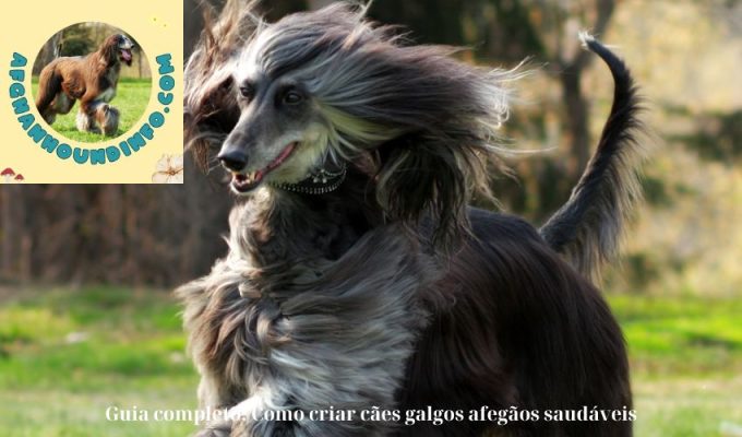 Guia completo: Como criar cães galgos afegãos saudáveis